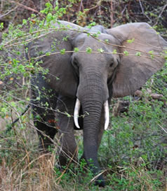 elephant