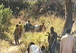 oxcart2