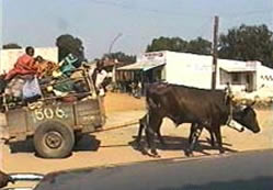 oxcart